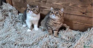 Persian cats - Advert 1
