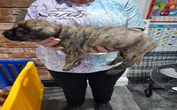 Presa Canario dogs for sale: Presa canario puppies - Image 4