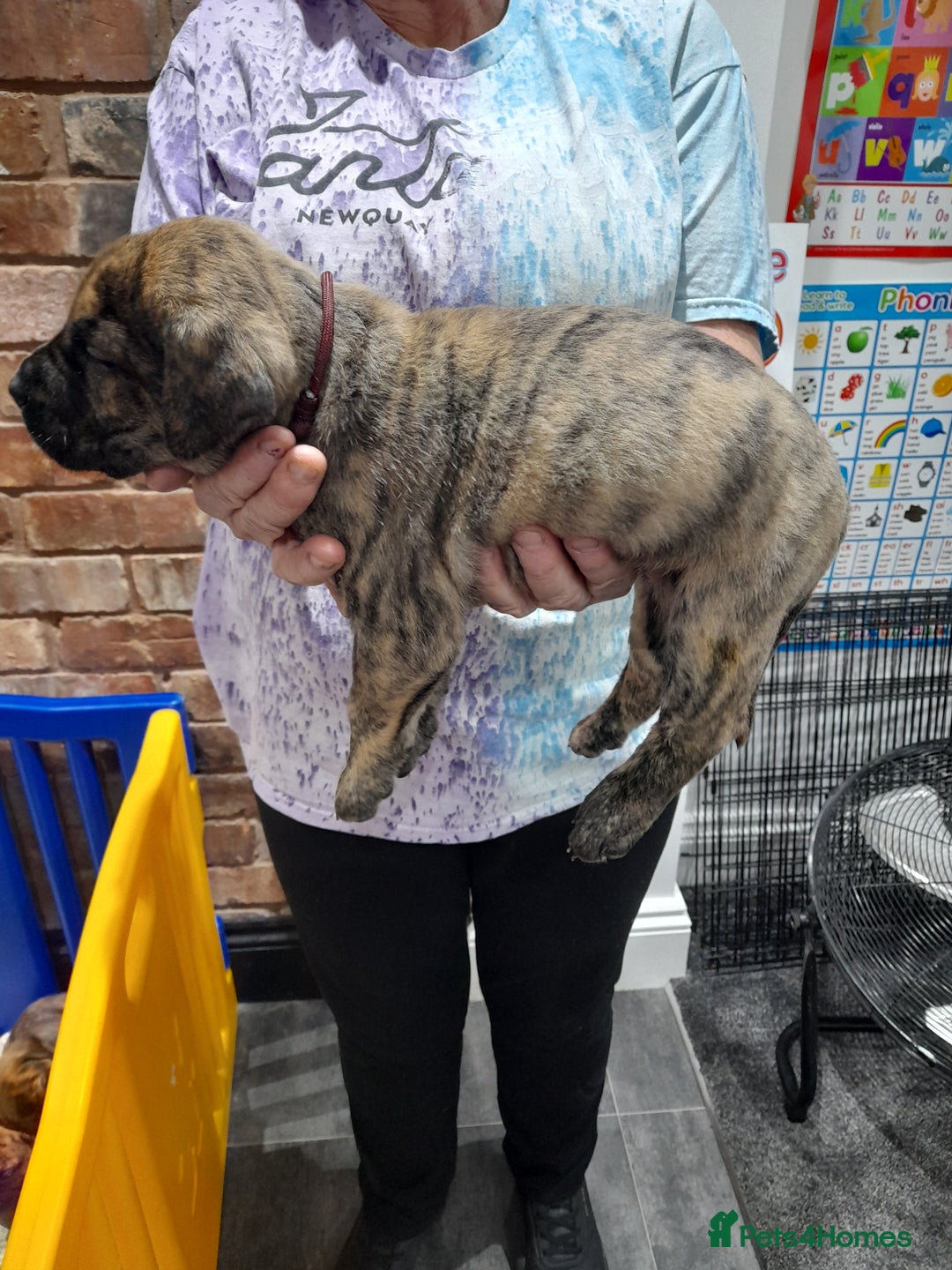 Presa Canario dogs for sale: Presa canario puppies - Image 4