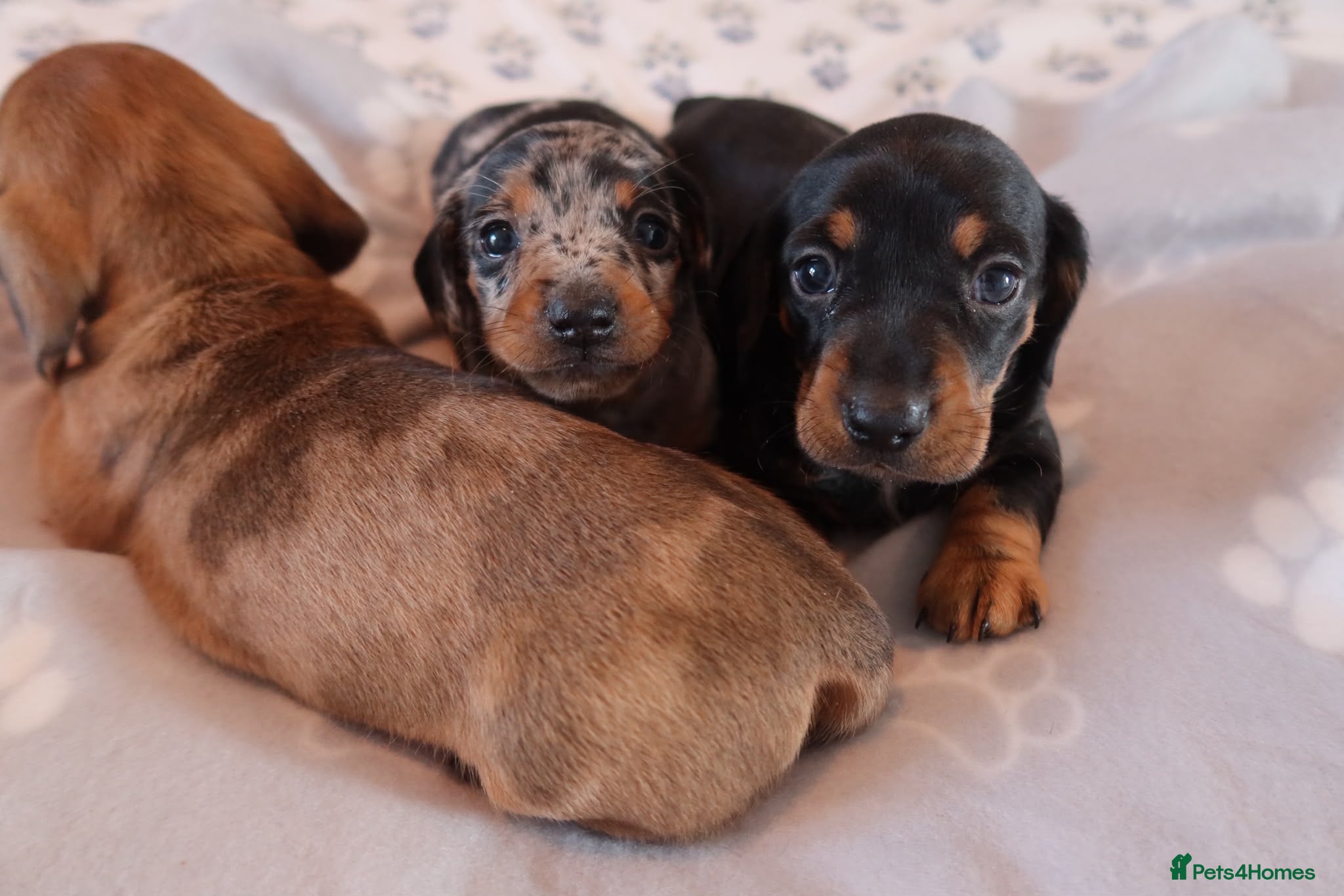 Miniature Dachshund dogs Stunning litter of mini dachshund puppies  - Advert 3