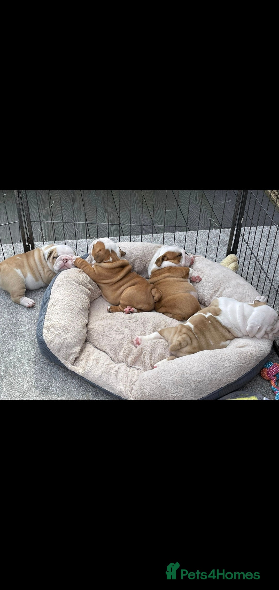 English Bulldog dogs for stud: Apollo 1 bulldog HUU clear stud boy in York - Image 8