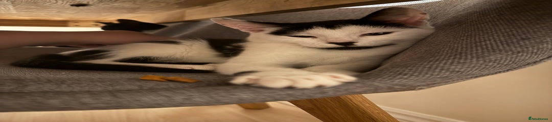 Mixed Breed Kitten 2 - Humbug