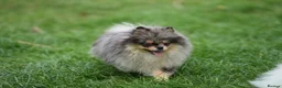 Pomeranian dogs for sale: Two adorable merle boys  - Advert 5