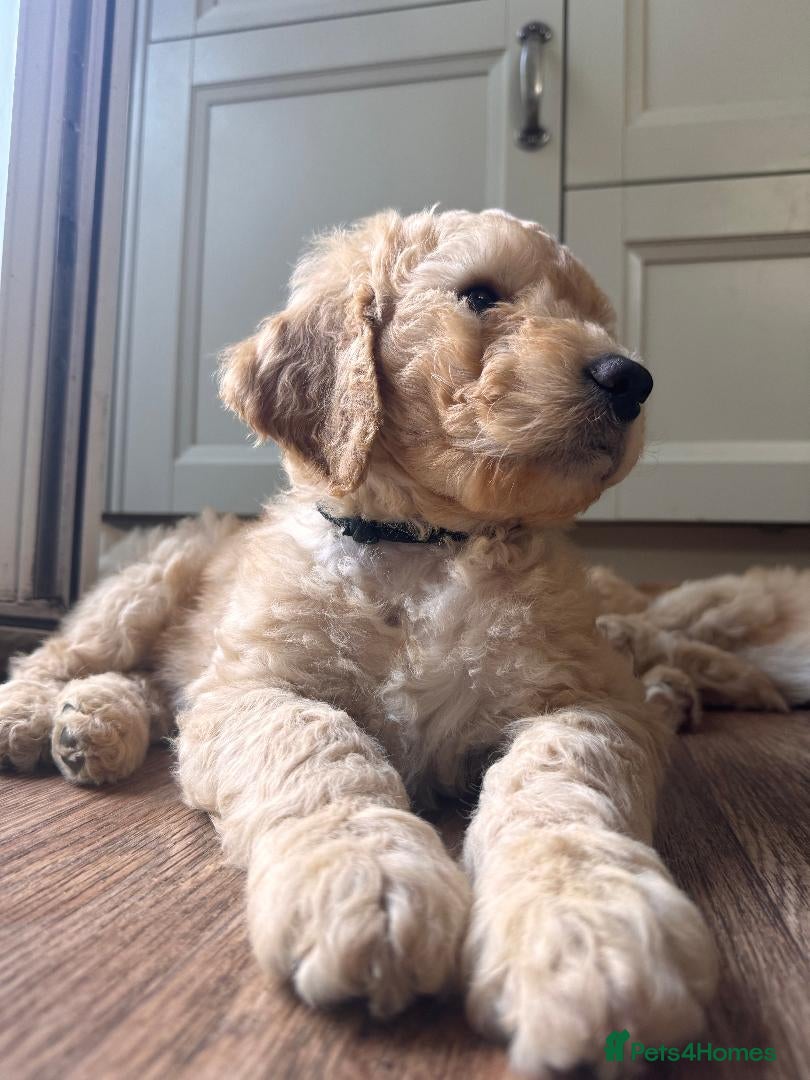 Mixed Breed dogs for sale: Adorable Australian fleece/wool Labradoodles - Advert 5
