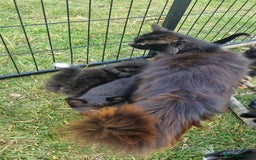 Mixed Breed cats for sale: Amazing fluff balls - Image 15