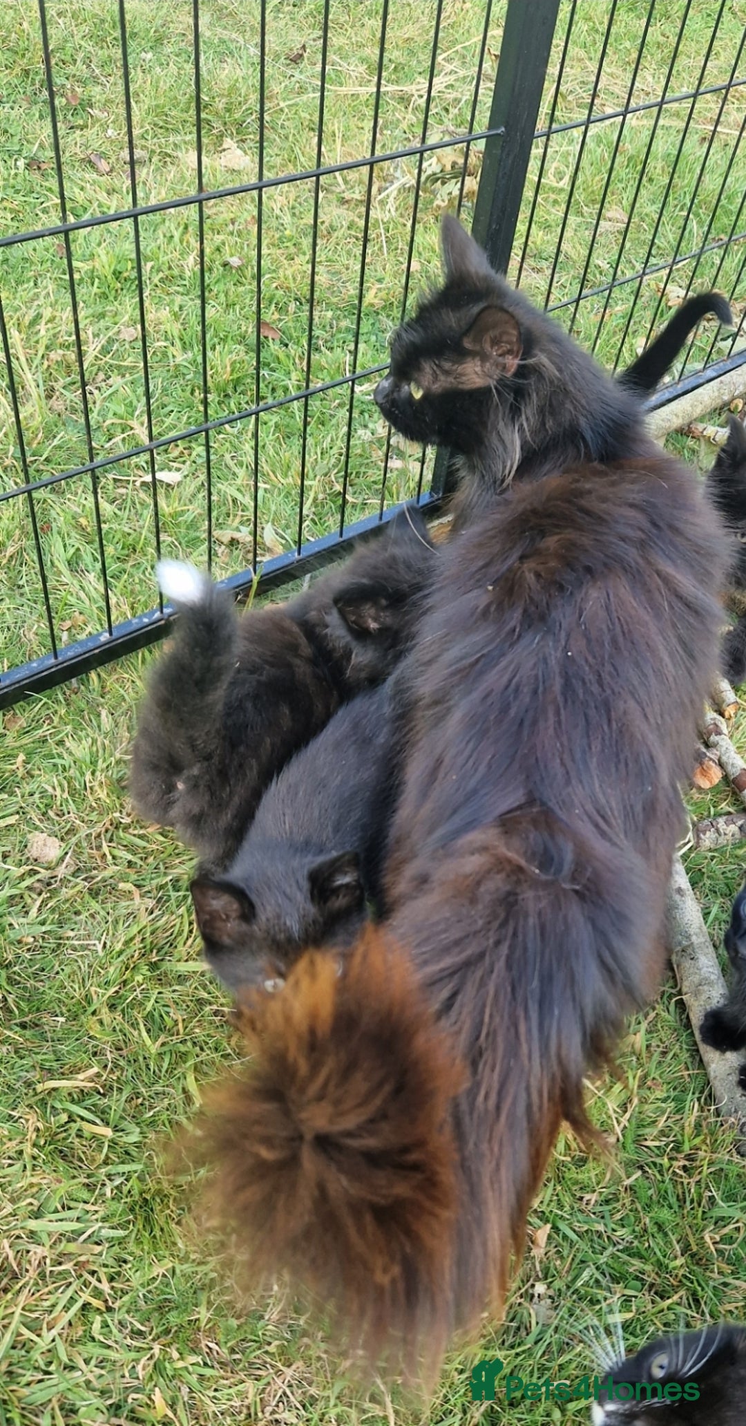 Mixed Breed cats for sale: Amazing fluff balls - Image 15