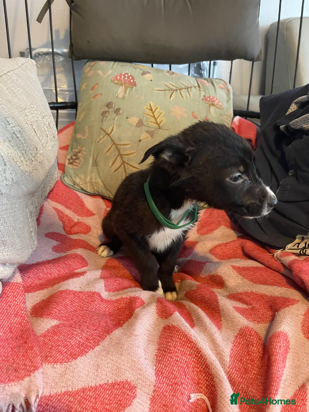 Mixed Breed dogs for sale: Collie cross puppies  - Advert 31