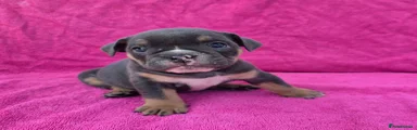 English Bulldog 9