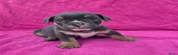 English Bulldog dogs for sale: Beautiful litter of English Bulldogs - Advert 6