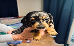 Miniature Dachshund dogs for sale: calm cuties silver dachshund mini dapples - Image 4
