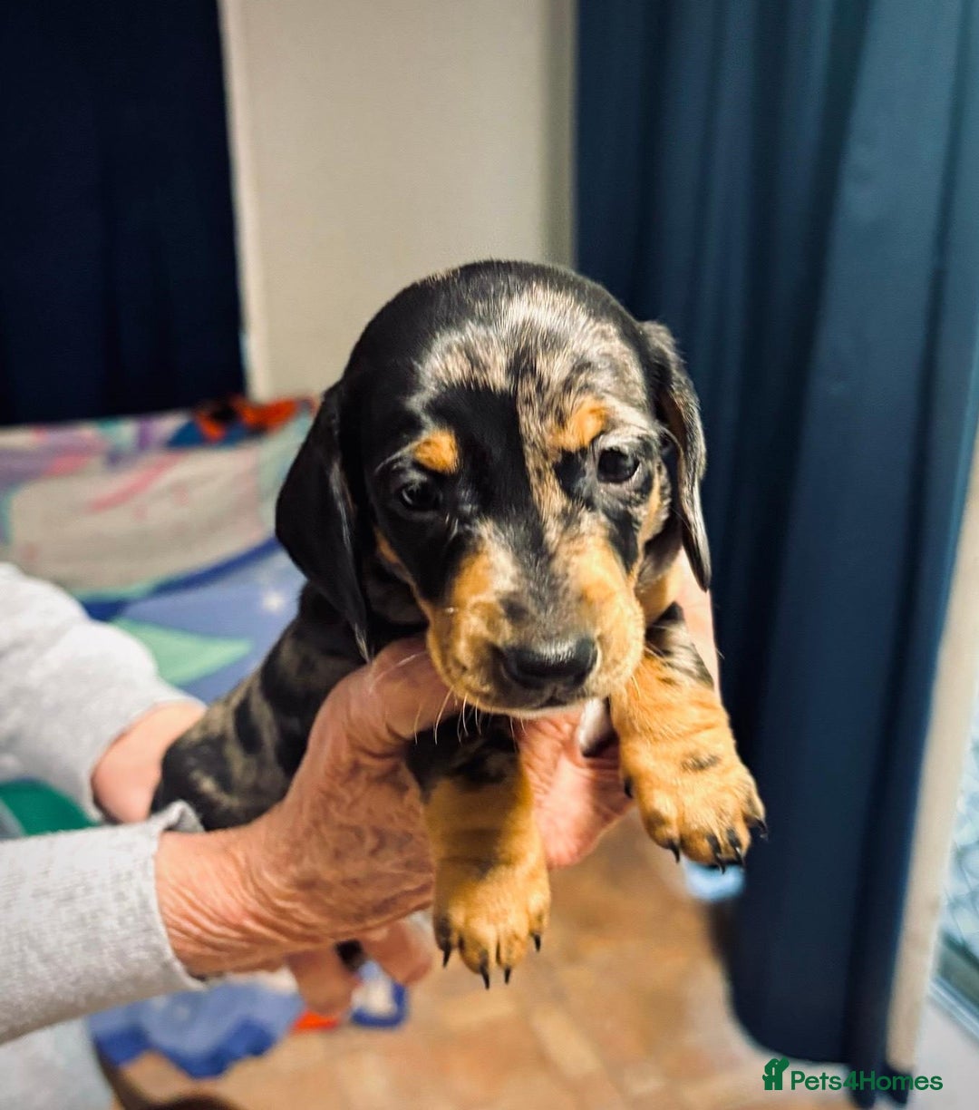 Miniature Dachshund dogs for sale: calm cuties silver dachshund mini dapples - Image 4