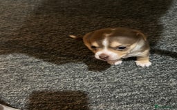 Chihuahua dogs for sale: Puppy  - Image 26