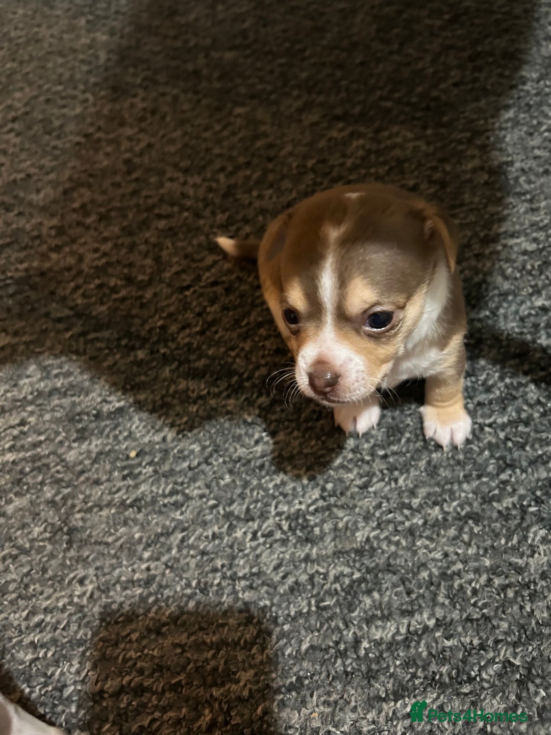 Chihuahua dogs for sale: Puppy  - Image 26