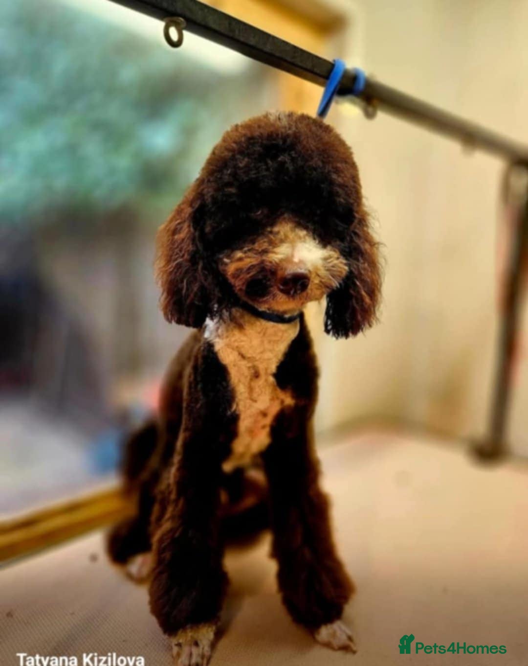 Poodle dogs for sale: Lovely poodle puppies 🐕🐕🐕 ready to go now - Image 9