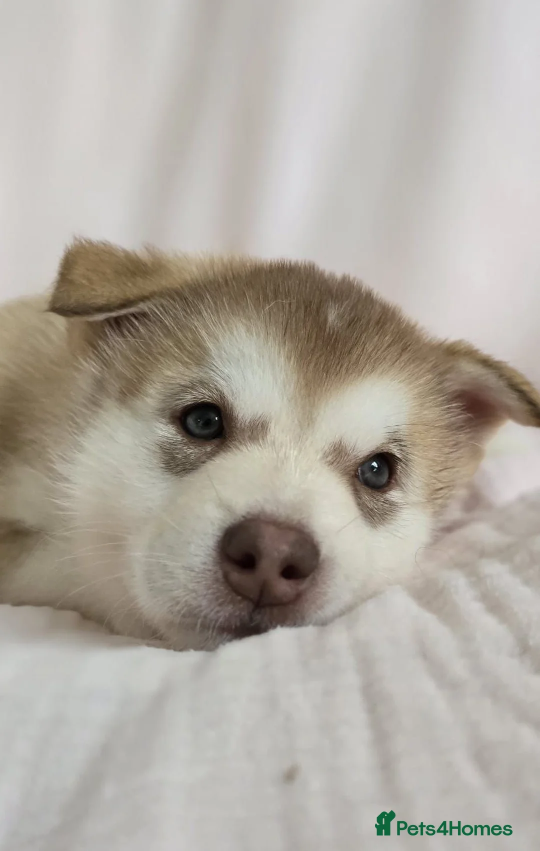 Alaskan Malamute dogs for sale: 1 Remaining Beautiful Alaskan Malamute Puppy - Advert 2