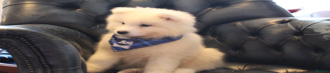 Samoyed Puppy dark blue