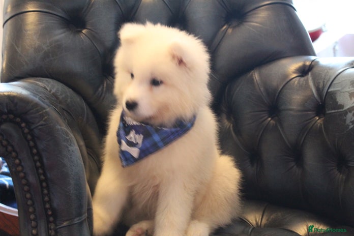 Samoyed dogs - Advert 1