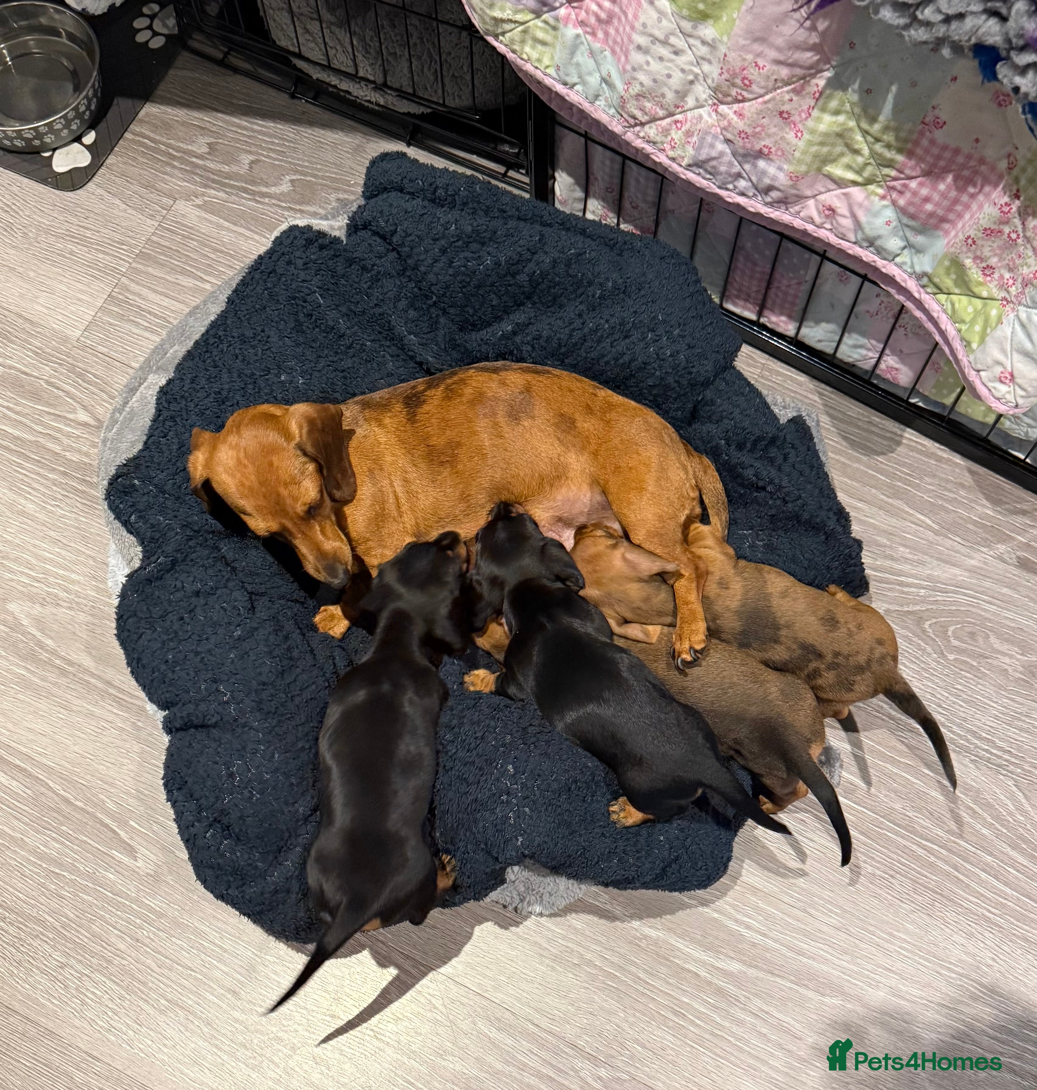 Dachshund dogs Kc registered miniature smooth daschunds  - Advert 1