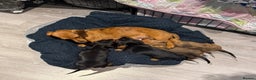 Dachshund dogs for sale: Kc registered miniature smooth daschunds  - Advert 1