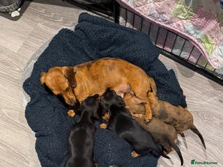 Dachshund dogs Kc registered miniature smooth daschunds - Advert 1