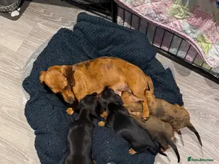 Dachshund dogs Kc registered miniature smooth daschunds - Advert 7