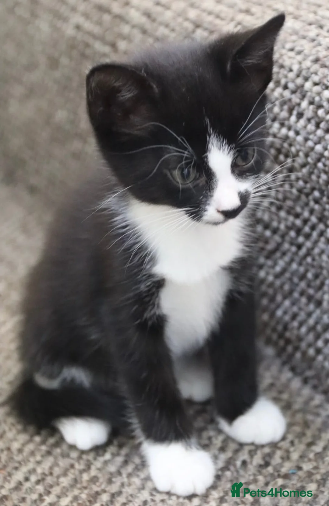 Mixed Breed cats for sale: Stunning part Siamese kittens ready now  - Advert 1