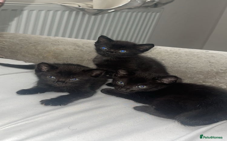 Siamese cats - Advert 1