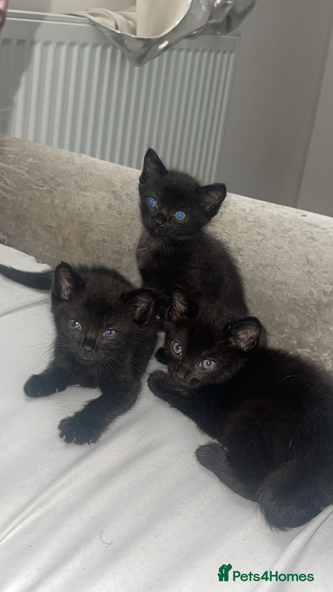 Siamese cats for sale: 4 beautiful Siamese kittens  - Image 1