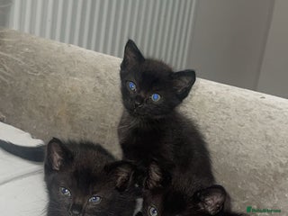 Siamese cats - Advert 18