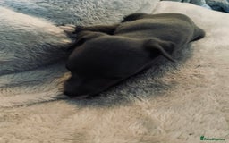 Whippet dogs for sale: Kennel Club Registered Pure Whippet Puppies - Image 4