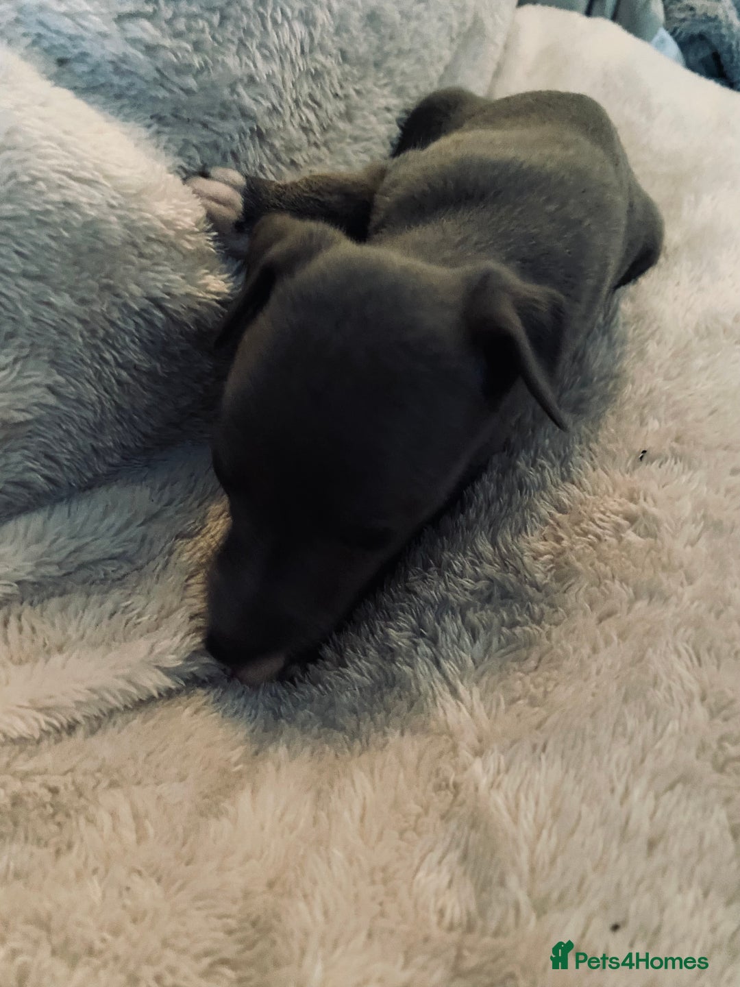 Whippet dogs for sale: Kennel Club Registered Pure Whippet Puppies - Image 4