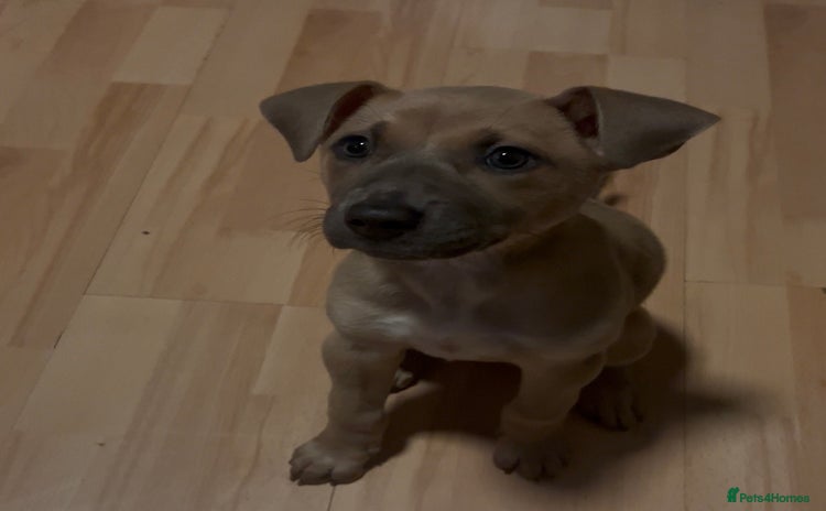 Mixed Breed dogs - Advert 6