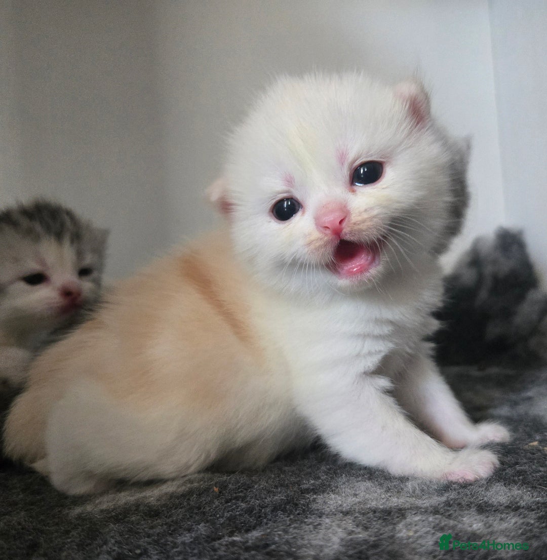 Persian cats for sale: Persian x fluffy kittens  - Image 25