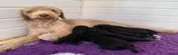 Bedlington Terrier dogs for sale: KC Registered Bedlington Terrier Pups in Stoke-on-Trent - Advert 8