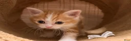 Mixed Breed cats for sale: British Shorthair x Longhair kittens - Advert 32