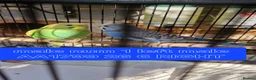 Budgerigars birds for sale: 4x budgie chicks £40 each ready now - Advert 18
