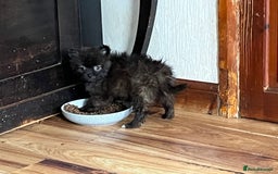 Pomeranian dogs for sale: 2 fluffy Pomeranians 1 boy 1 girl  - Image 7