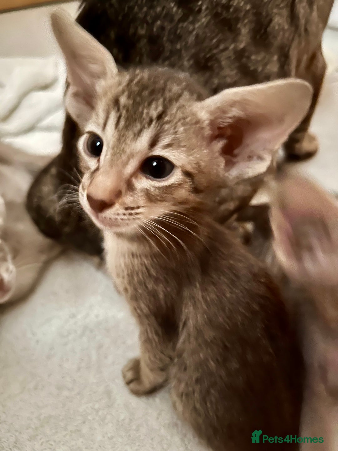 Oriental cats for sale: Outstanding Pedigree Oriental GCCF reg kittens - Advert 19