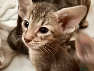 Oriental cats Supreme Oriental pedigree GCCF registered kittens - Advert 20