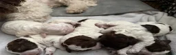 Lagotto Romagnolo dogs for sale: Italian water dog /lagotto romagnolo  - Advert 20