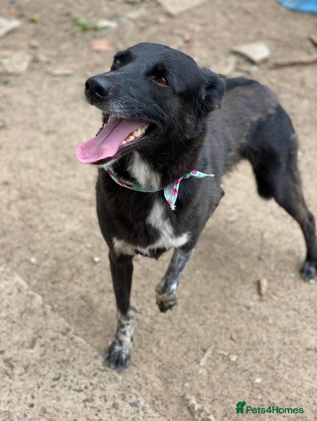 Mixed Breed dogs for adoption: 💖🐶 CARMEN 🐶💖 - Image 9