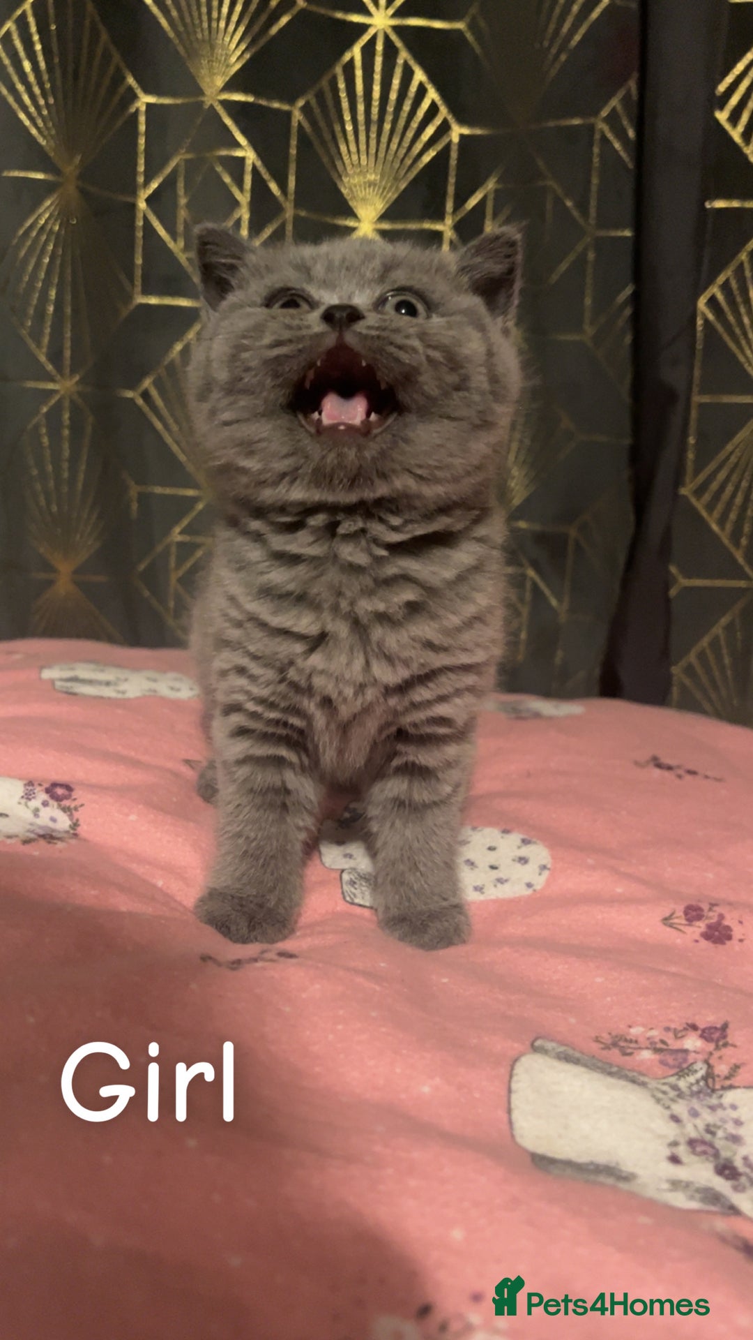 British Shorthair cats for sale: Beautiful BSH Kittens / GCCF registered  - Advert 14