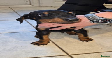 Dobermann dogs - Advert 7