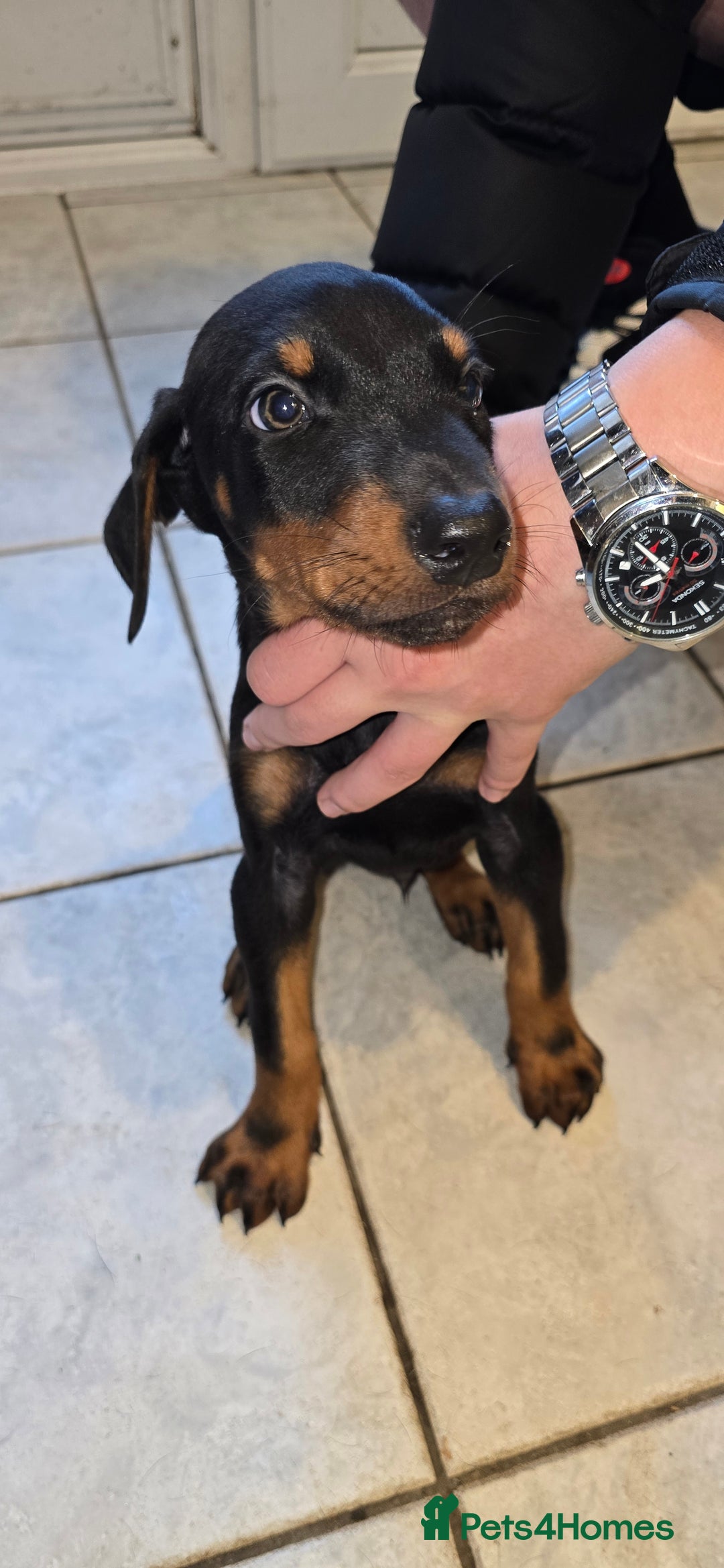 Dobermann dogs for sale: Doberman Pups - Ready now! X1 male left! - Image 2