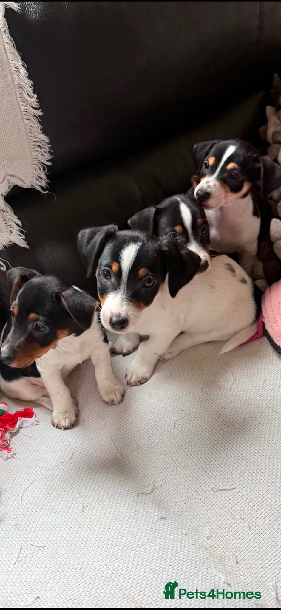 Jack Russell dogs Adorable Tri Coloured Miniature Jack Russell Pups - Advert 1