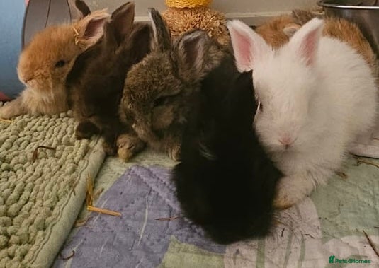 Angora rabbits Angora buns - Advert 2