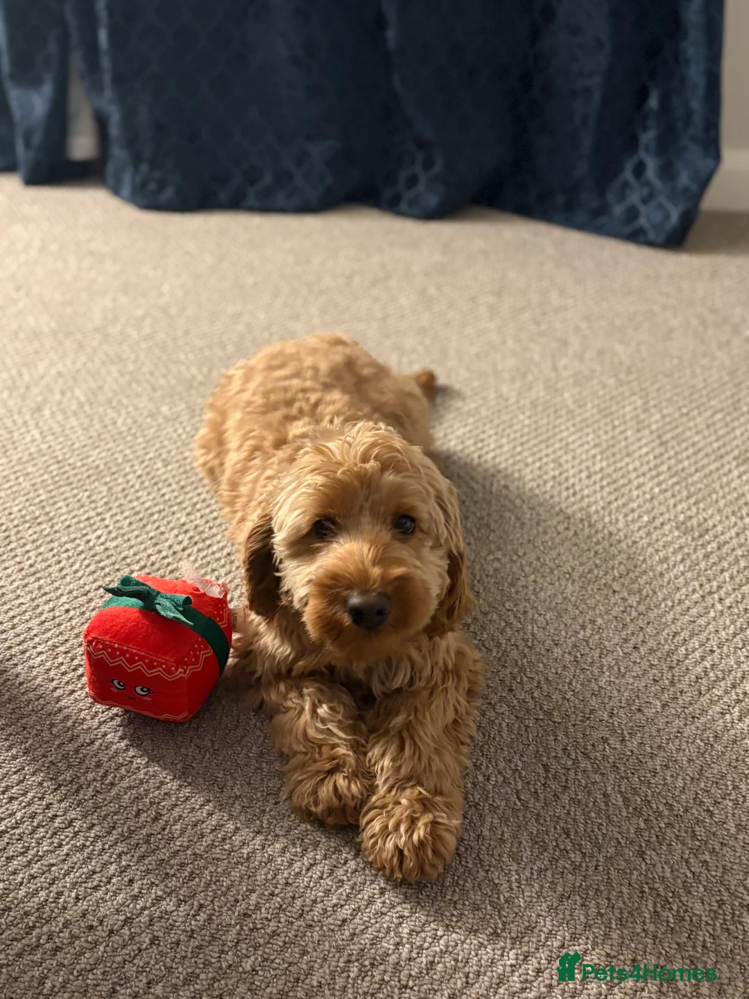 Cockapoo dogs for sale: Beautiful miniature F1B cockapoo  - Advert 2