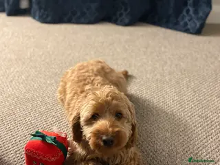 Cockapoo dogs Beautiful miniature F1B cockapoo - Advert 5