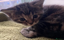 Mixed Breed cats for sale: 4  GORGEOUS TABBY/TORTOISHELL GIRLS.   - Image 3
