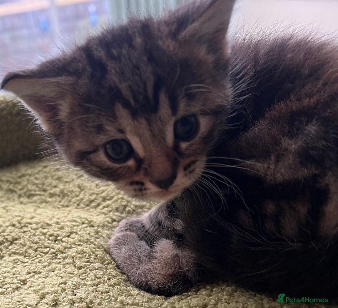 Mixed Breed cats for sale: 4  GORGEOUS TABBY/TORTOISHELL GIRLS.   - Image 3